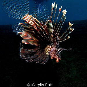 Lion fish by Marylin Batt 